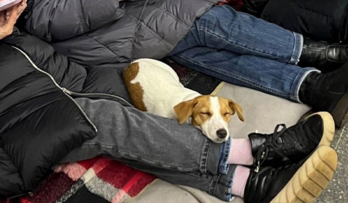 Animali da compagnia: via libera alla realizzazione dei cimiteri