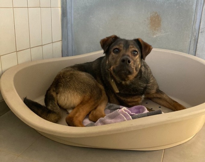 A Casatenovo un evento da non perdere dedicato ai cani e ai loro proprietari