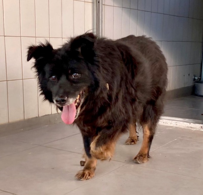 Abbandonati in Ucraina, Enpa salva 43 cani e 7 gatti