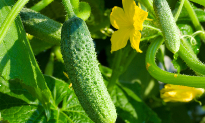 Facciamo l’orto in casa: da oggi in regalo i cetrioli