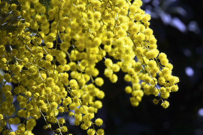 Due iniziative a Monticello per la festa della donna