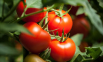 Facciamo l’orto in casa: da oggi in regalo il pomodoro