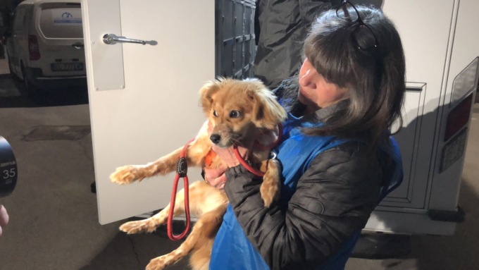 Ucraina: i volontari rientrano in Italia con gli animali scampati dalla guerra