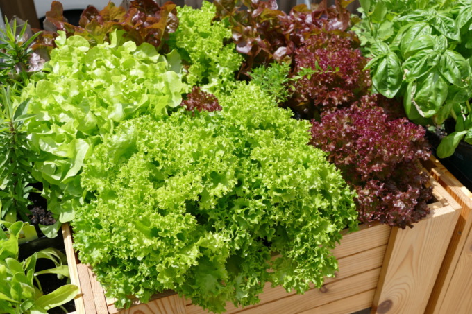 Misticanza quattro stagioni: perfetto mix di lattughe, indivie e cicorie