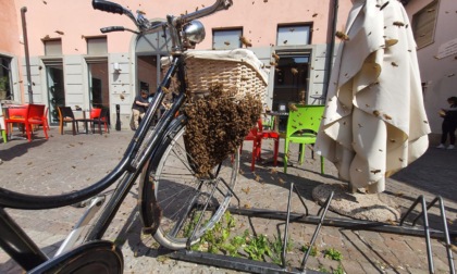 Sciame di api fa l’alveare nel cestino di una bicicletta: video del “salvataggio”