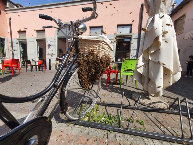 Sciame di api fa l’alveare nel cestino di una bicicletta: video del “salvataggio”