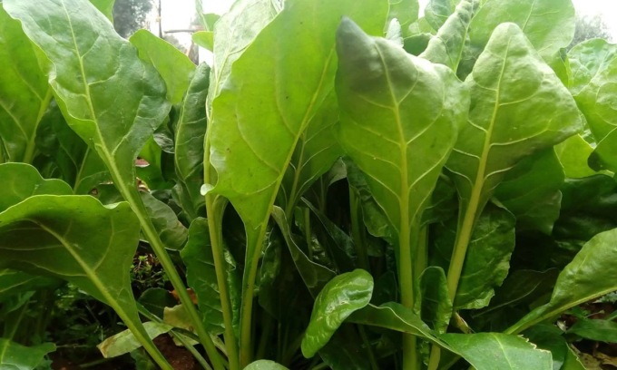 Da oggi in regalo con il Giornale di Merate la bieta verde