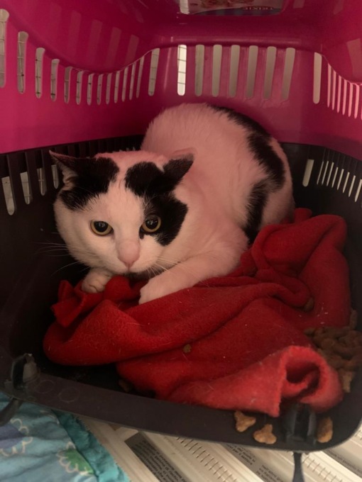 Gatto abbandonato fuori dal canile, ora cerca una famiglia