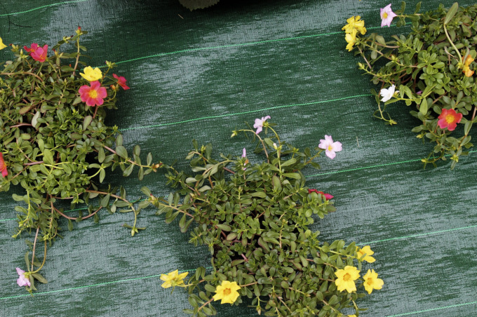 Pacciamatura, per proteggere le colture dalle erbacce