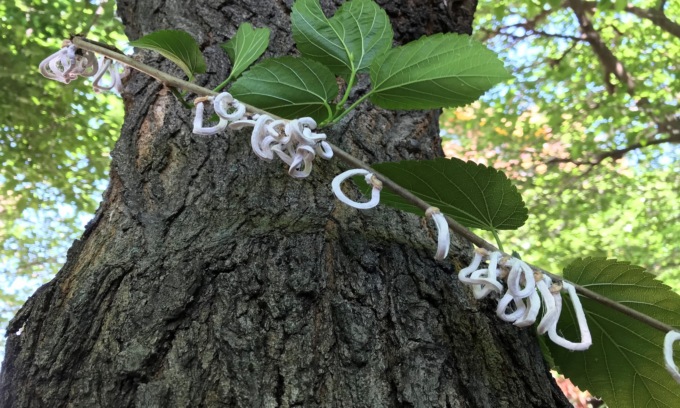 Takahashia japonica: l’insetto asiatico sta facendo danni in Brianza