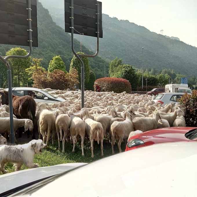 Transumanza, rito antico: le splendide foto delle greggi nel Lecchese