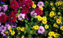 In regalo con il Giornale di Merate i semi di coloratissimi Fiori d'estate