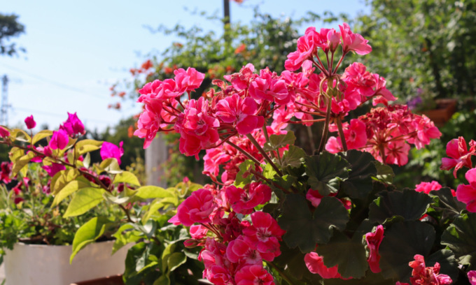 In regalo con il Giornale di Merate i semi di Bella di notte