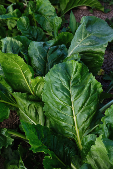 Bieta verde da taglio: pianta vigorosa e foglie tenere