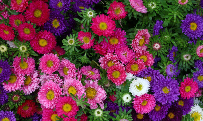 In regalo con il Giornale di Merate i semi di Astro American Beauty