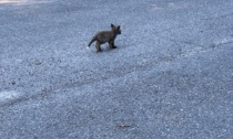 Cuccioli di volpe avvistati sulla strada