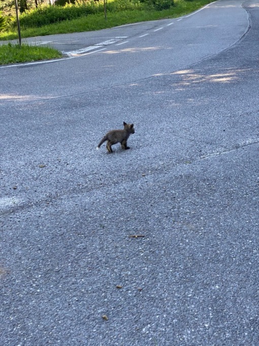 Cuccioli di volpe avvistati sulla strada