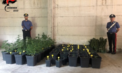 I Carabinieri meratesi scovano una serra di marijuana