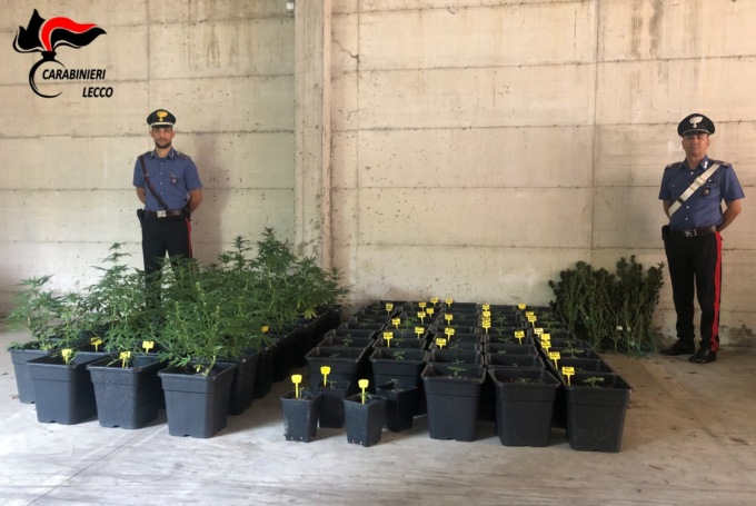 I Carabinieri meratesi scovano una serra di marijuana