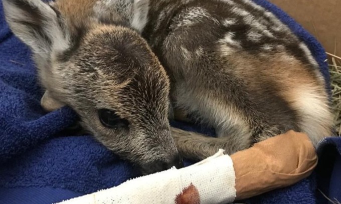 Selfie con il cucciolo di cervo agonizzante. Morta la povera bestia, salvato invece il cerbiatto Bambi