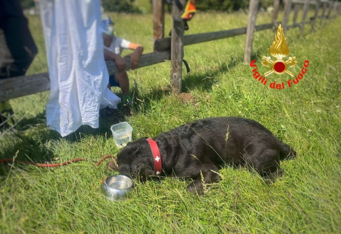 Cane colto da malore: soccorso in elicottero