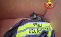 Recupero animali selvatici, VVF: "Non toccare e, se necessario, avvisare la polizia provinciale"