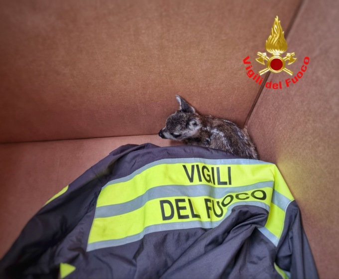 Recupero animali selvatici, VVF: “Non toccare e, se necessario, avvisare la polizia provinciale”