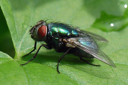 Paese invaso dalle mosche: interviene il sindaco