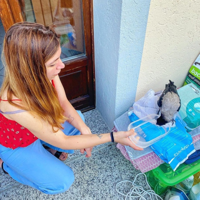 Una cornacchia assetata bussa alla porta del sindaco Brambilla | IL VIDEO