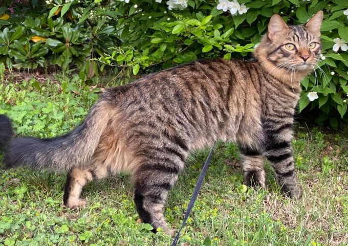 Smarrito il gatto Zazu: Mirta lo cerca disperatamente