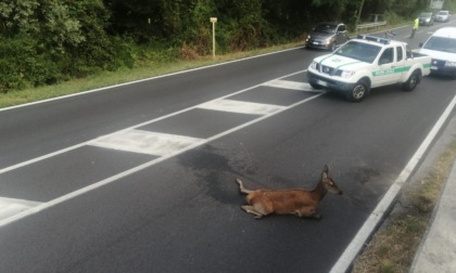 E' stato abbattuto il cervo ferito trovato all'alba di ieri sulla Lecco Bergamo