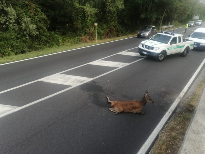 E’ stato abbattuto il cervo ferito trovato all’alba di ieri sulla Lecco Bergamo