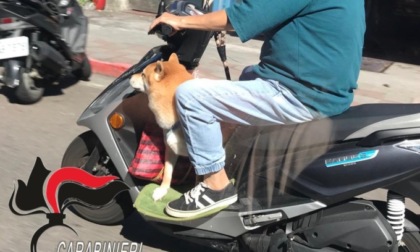 Evade i domiciliari, esce in scooter, senza casco e con il cane