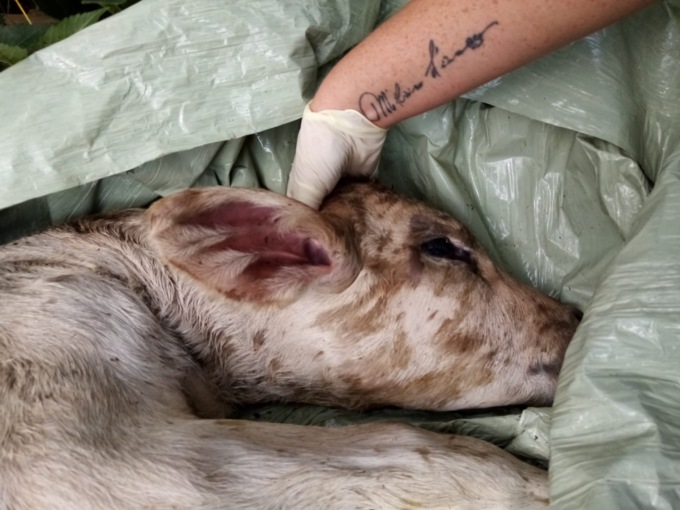 Vitellino trovato morto da alcuni cittadini ai bordi del bosco