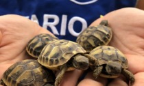 Famiglia di tartarughe abbandonata fuori dal supermercato