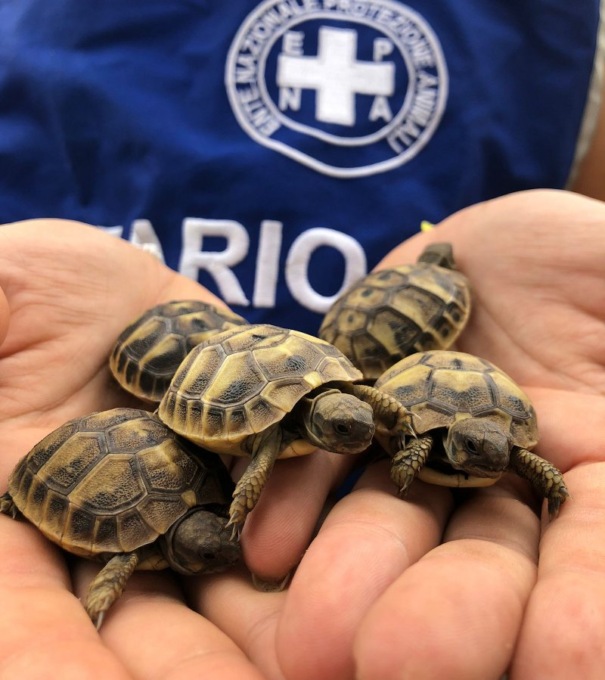 Famiglia di tartarughe abbandonata fuori dal supermercato