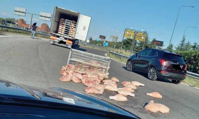 Camion di carne perde carico, strada riempita di cosciotti