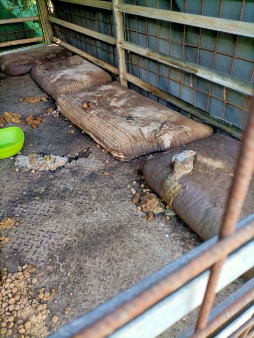 Ritrovati i due cani maltrattati scomparsi lo scorso febbraio