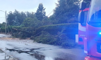 Danni del maltempo, albero cade sui cavi della corrente