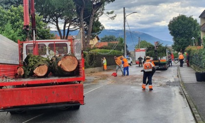 Albero abbattuto dal maltempo, ripristino della viabilità in via Cantù