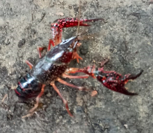 Il gambero rosso della Louisiana infesta anche le sponde dell’Adda