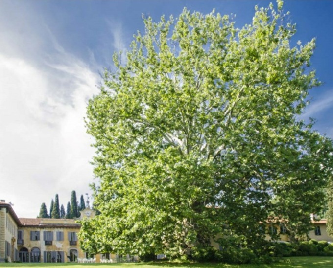 Sotto il platano da record si potranno officiare le unioni civili