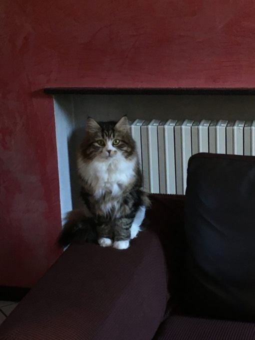 Appello per una micia fuggita di casa