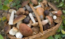Funghi tossici e velenosi, sai riconoscerli?