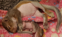 Ritrovati a Sirtori: salvati due piccoli scoiattoli
