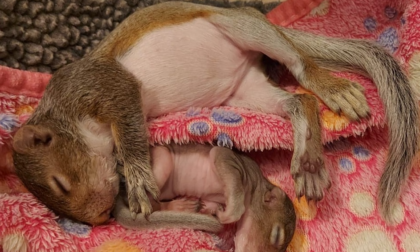 Ritrovati a Sirtori: salvati due piccoli scoiattoli
