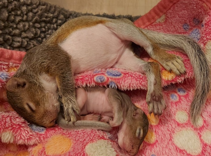 Ritrovati a Sirtori: salvati due piccoli scoiattoli