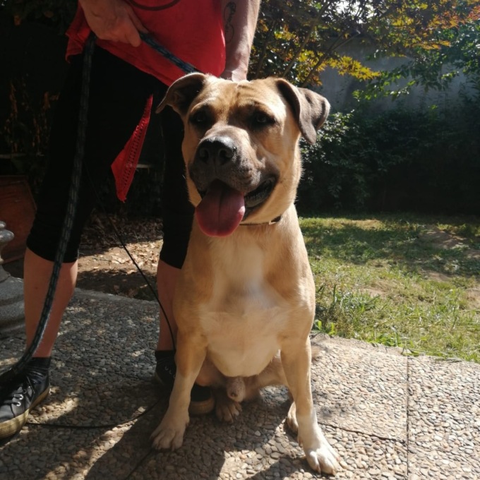 Enpa Merate, meraviglioso meticcio in cerca di famiglia