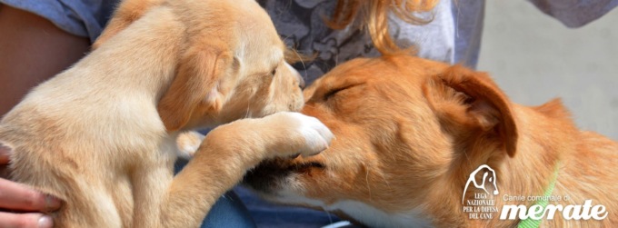 Zampettata 2022, appuntamento con gli amici a quattro zampe