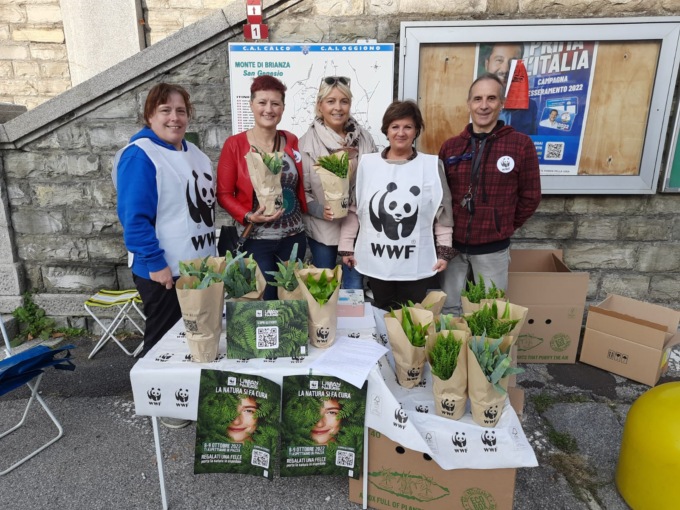 Urban Nature: felci in vendita a Olgiate